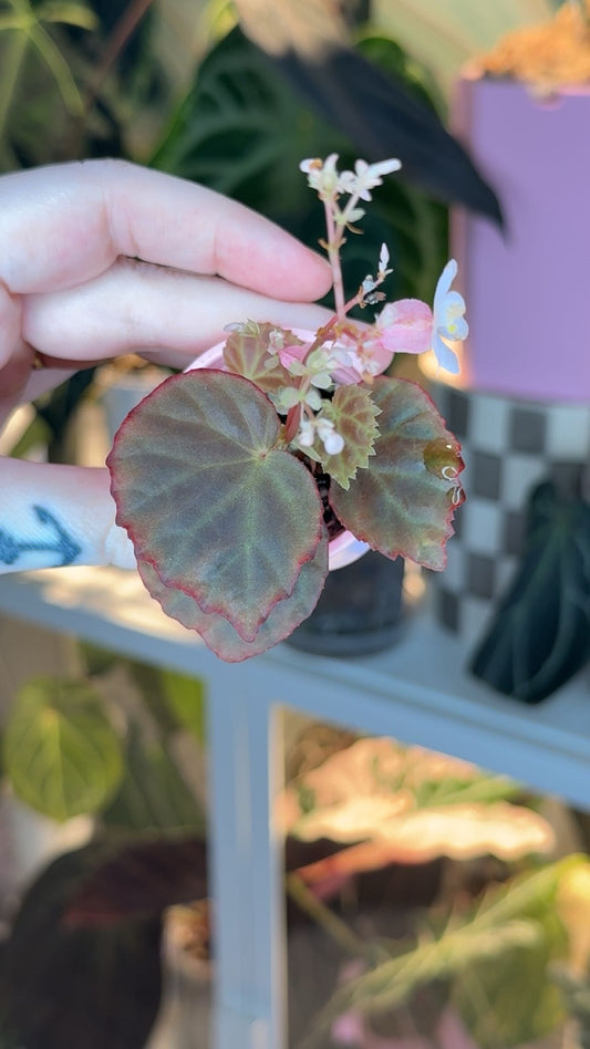 Begonia (Dracopelta x Metallicolor) X Sarawak Starter Plant Grower's Choice