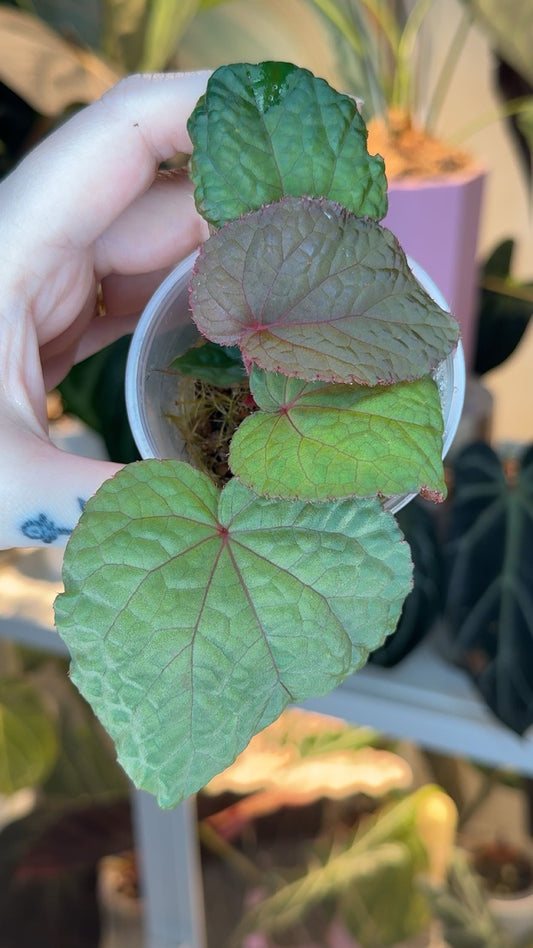 Begonia Hahiepiana Exact Plant