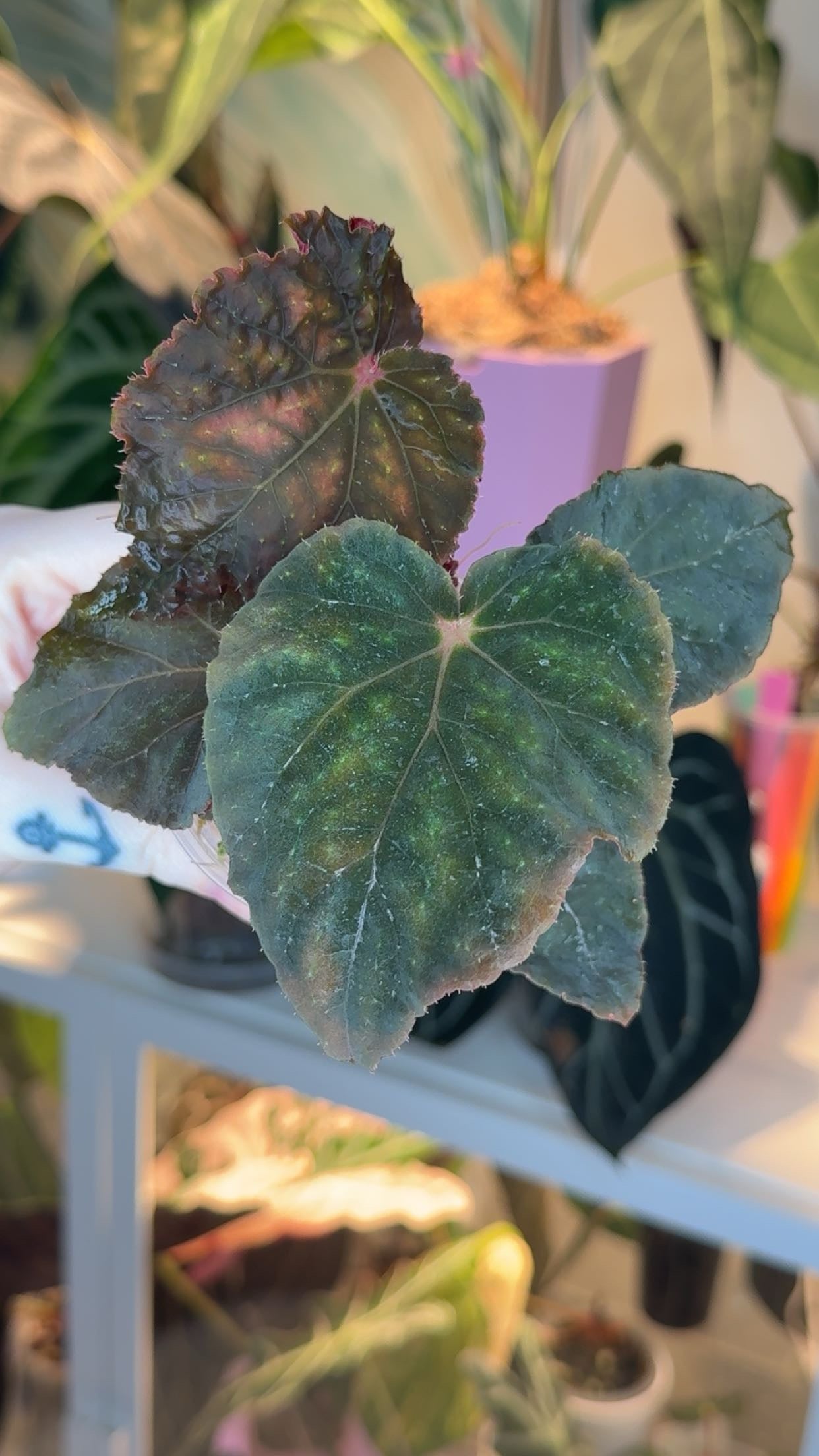 Begonia 'Taconite' Exact Plant