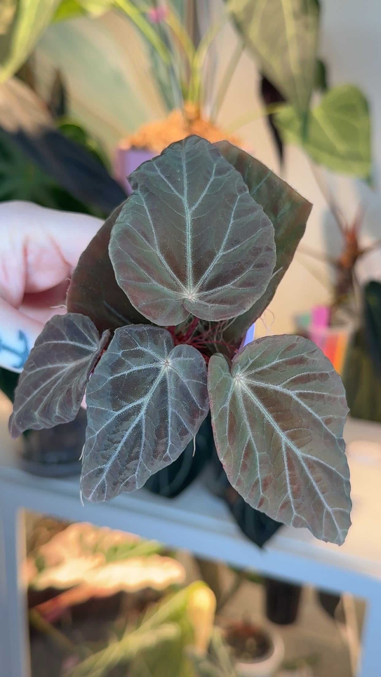 Begonia Burkillii Dark Form Exact Plant