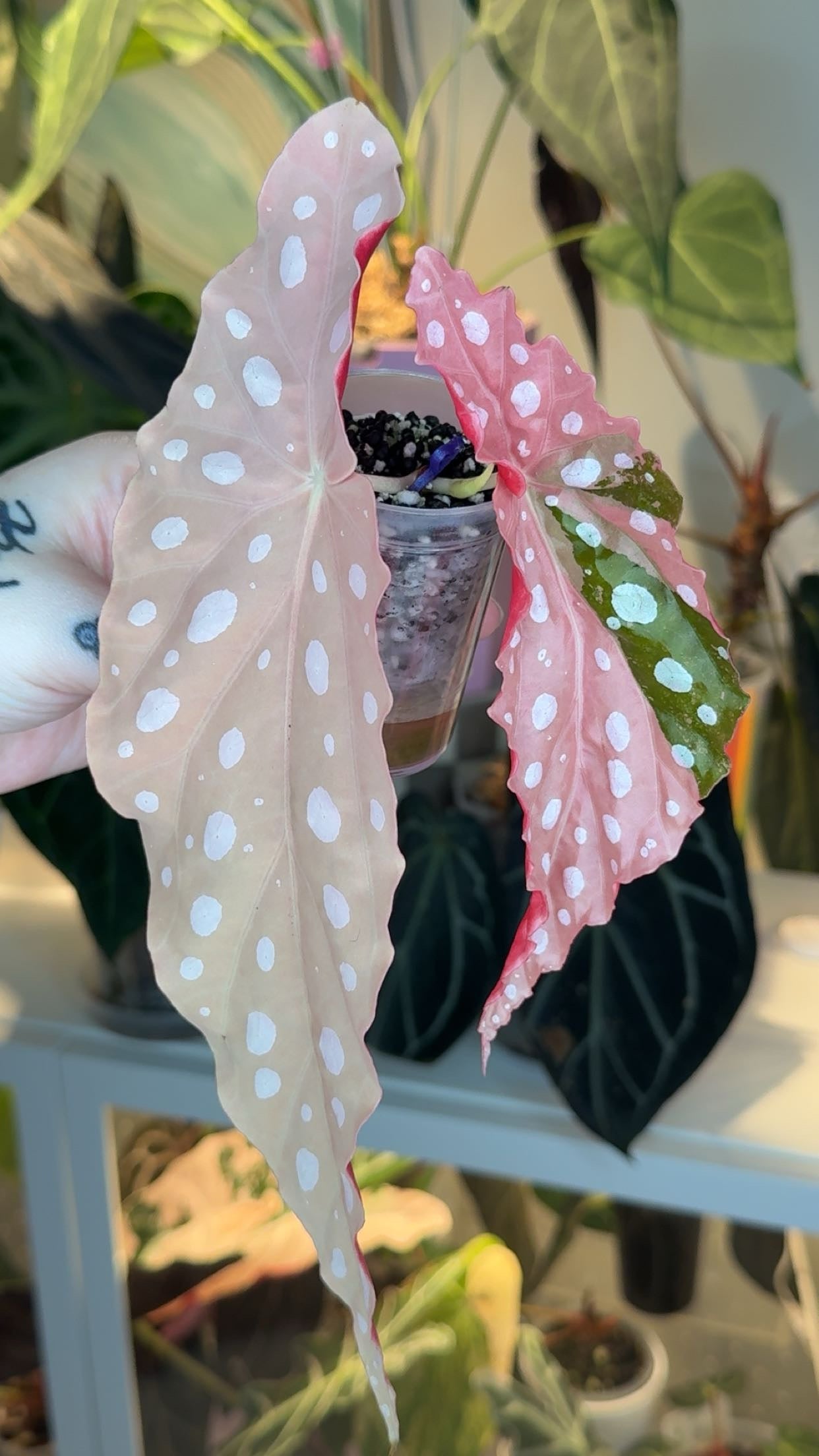 Begonia Maculata Pink Vareigated Exact Plant