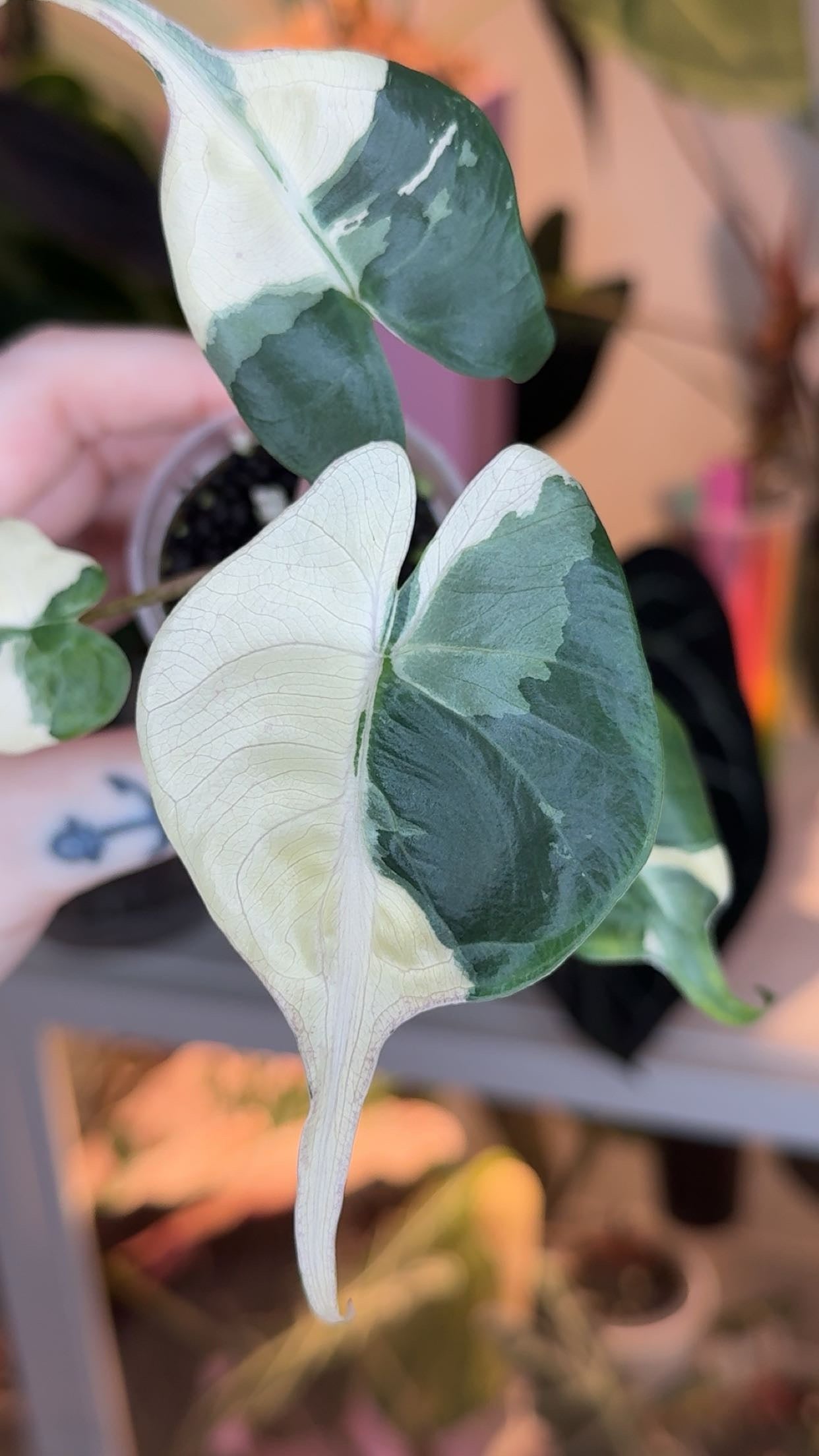 Corm Grown Albo/Pink Stingray Pup