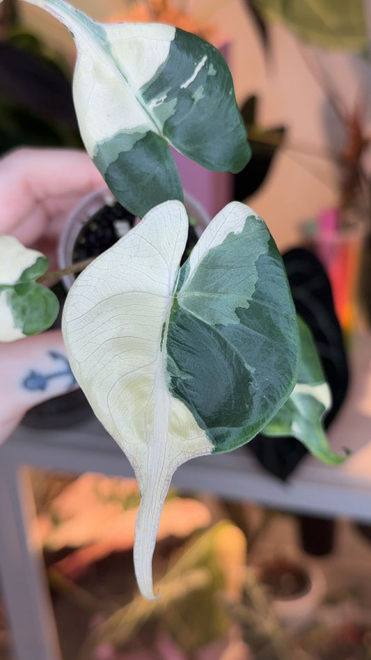 Corm Grown Albo/Pink Stingray Pup