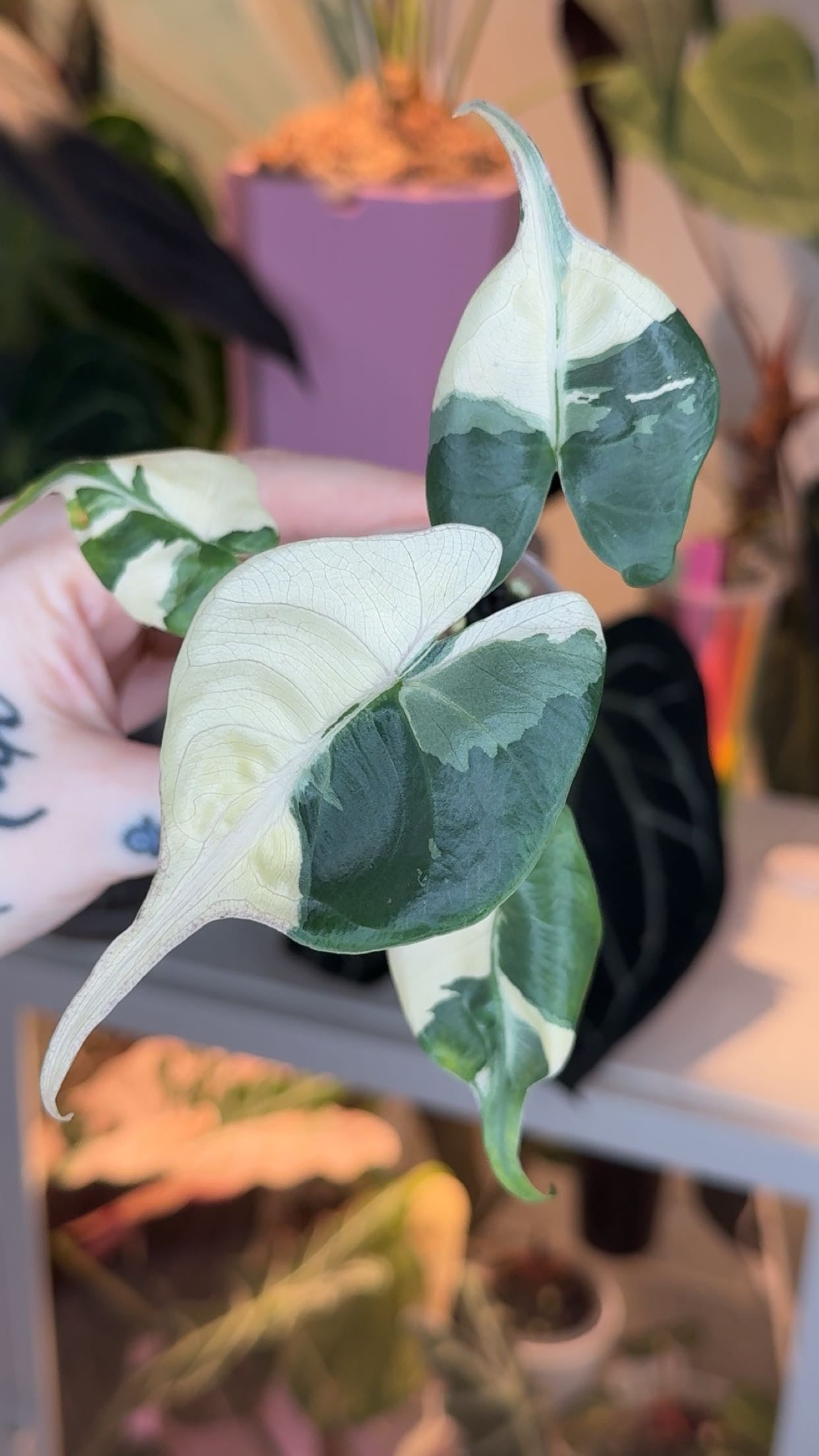 Corm Grown Albo/Pink Stingray Pup