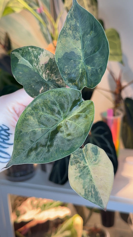 Corm Grown Wentii Aurea Pup