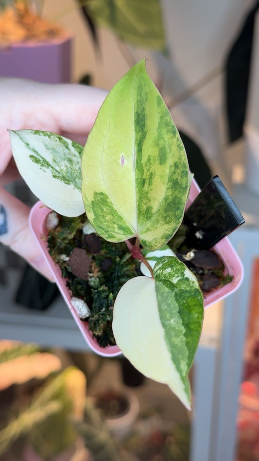 Anthurium Vareigated Pap 'X' X Dorito Port CLONE Exact Plant