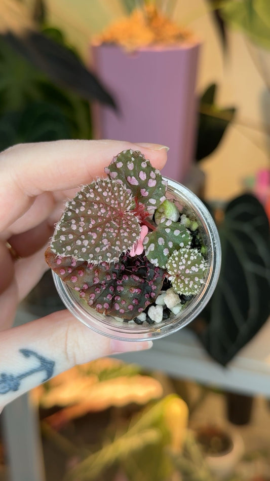 Begonia Pink Urchin (Baik x Ocellata) Exact Plant