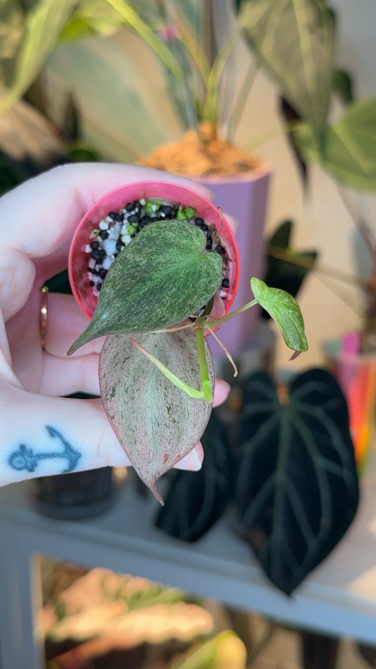 Mint Micans Exact Plant