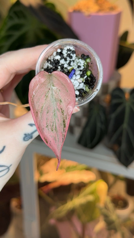 Mint Micans Exact Plant