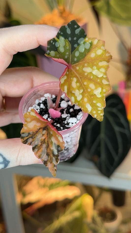 Begonia Izumo no Kiraboshi Variegated Exact Plant