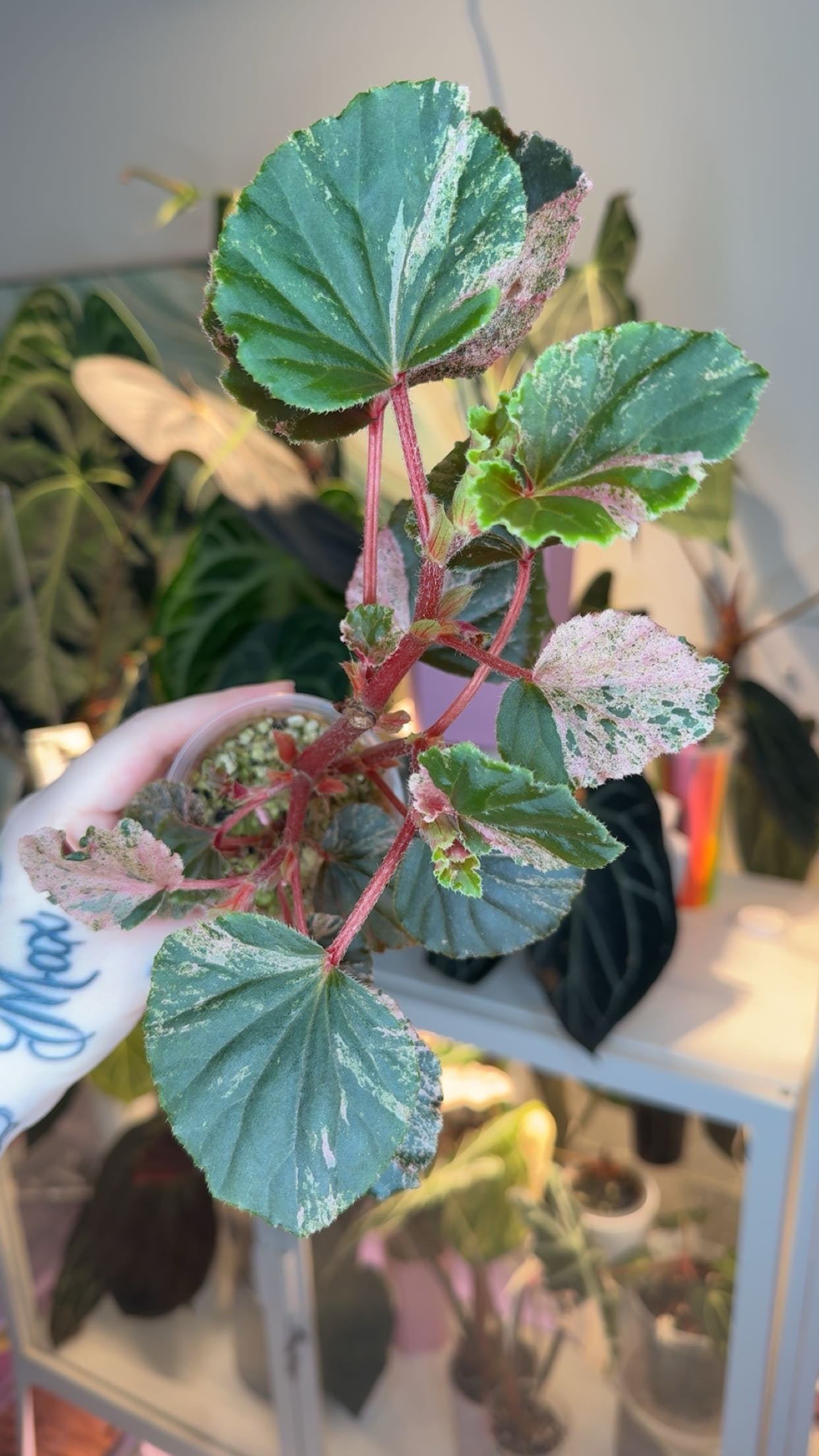 Begonia Cuculatta Pink Variegated XL Plant – Pink Begonia Club