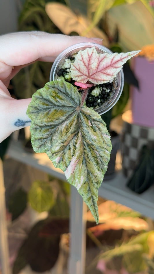 Begonia Metallica Pink Variegated Exact Plant