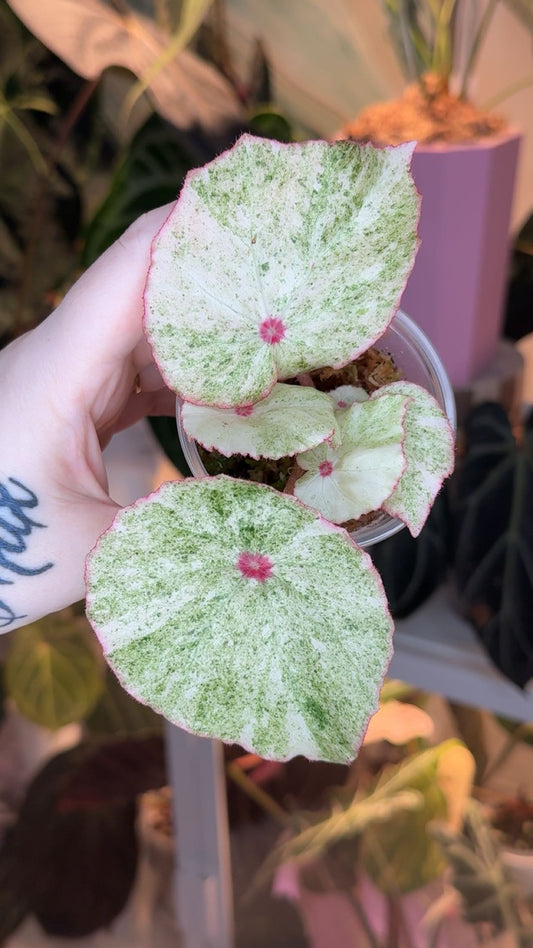 Begonia Conchifolia Variegated Exact Plant