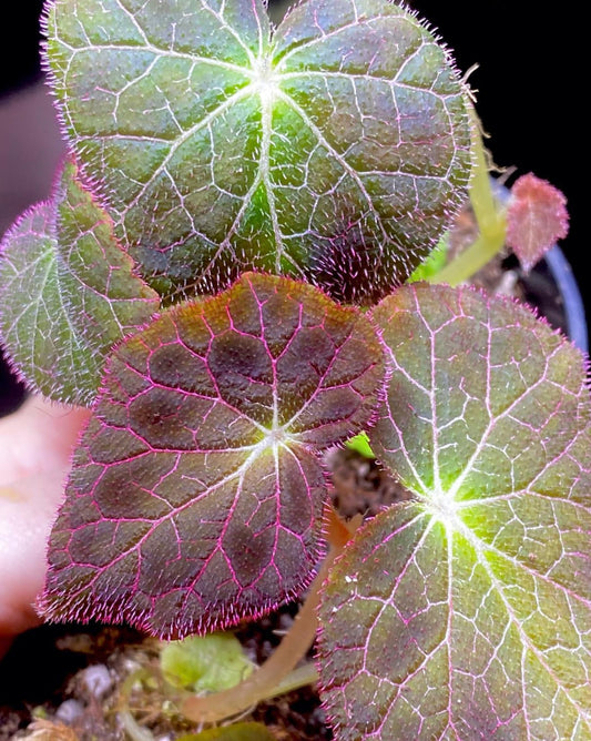 Begonia Fulgurata Seedling Grower's Choice