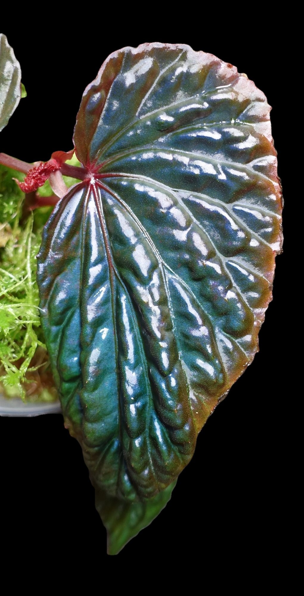Begonia Daunhitam Seedling Grower's Choice