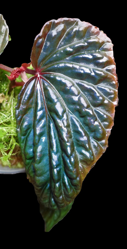 Begonia Daunhitam Seedling Grower's Choice
