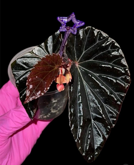 Begonia Sp. Black Blood Seedling Grower's Choice