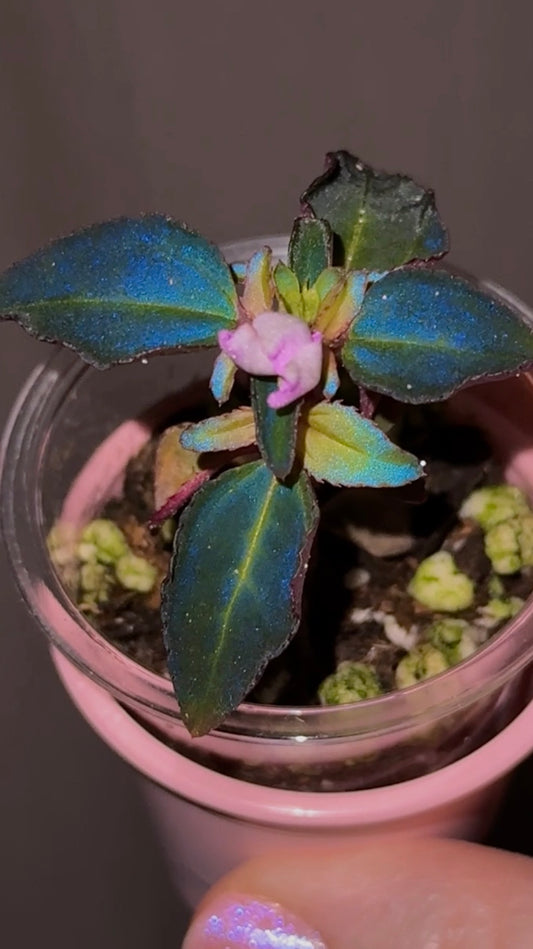 Sarcopyramis Sp. Sumatra Blue Grower's Choice