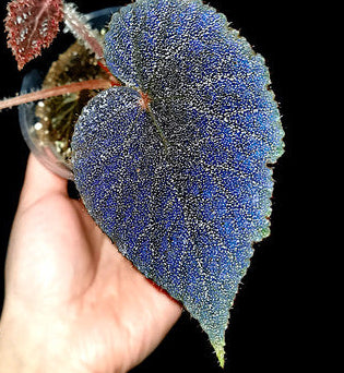 Begonia U485 Seedling Grower's Choice