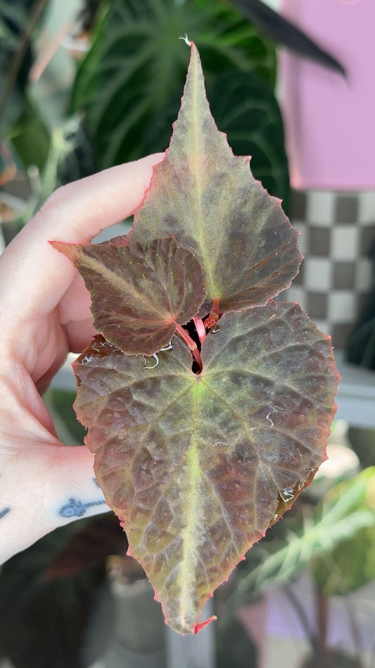 Begonia Kayinensis Exact Plant