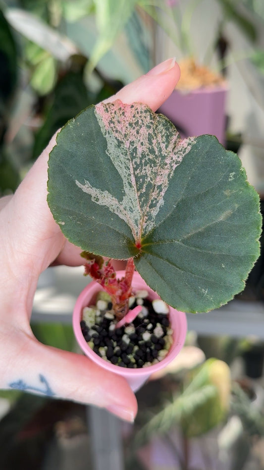 Begonia Cuculatta Pink Variegated Exact Plant