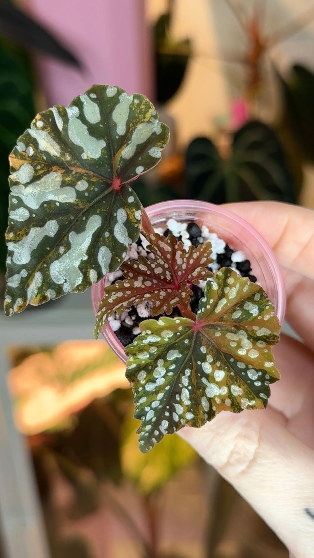 Begonia Izumo no Kiraboshi Variegated Exact Plant