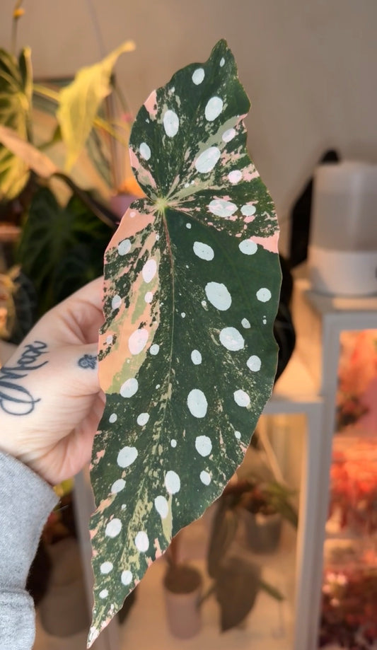 Begonia Maculata Pink Variegated/Micans True Pink/Albo Bundle