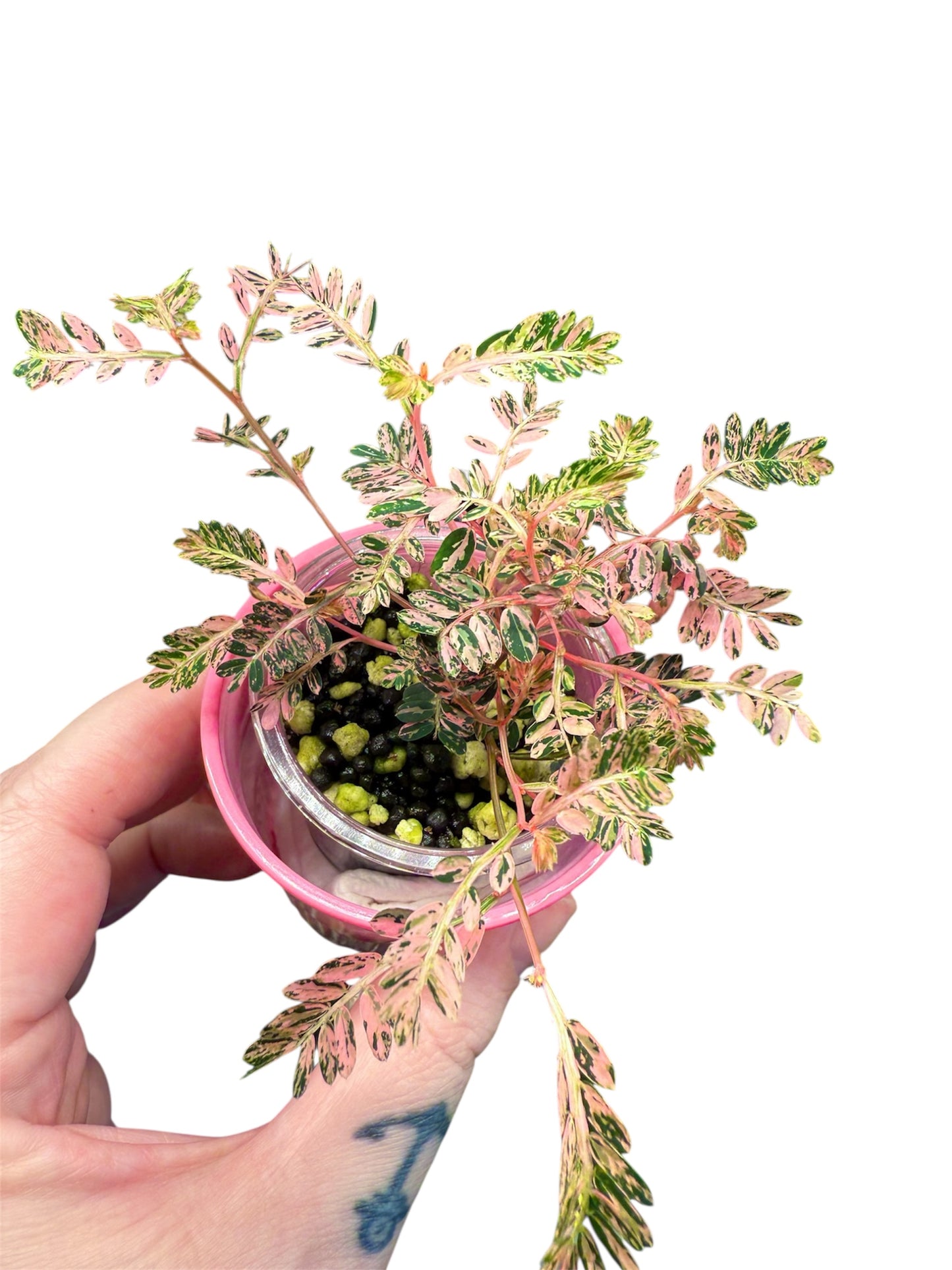 Bougie Begonia Cutting Mystery Box UPDATED